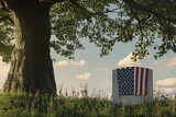 Fototapeta Góry - American flag laying on gravestone at the peaceful flower meadow next to oak tree to remember the memorial day. 3D Rendering