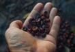 Hand holding dried berries & coffee beans