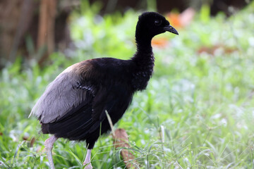 Wall Mural - The grey-winged trumpeter (Psophia crepitans) is a member of a small family of birds, the Psophiidae. This photo was taken in Colombia.