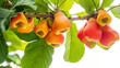 Cashew apples and nuts growing on a tree, vivid colors against a bright backdrop.