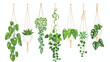 Set of decorative hanging houseplants isolated on whi