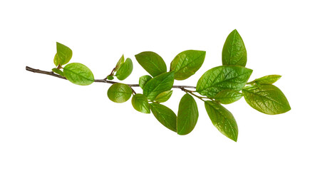 Wall Mural - spring twig with early green leaves isolated on white or transparent background