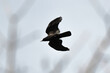 Corneille noire,. Corvus corone, Carrion Crow