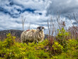 Sheep stands on a hill