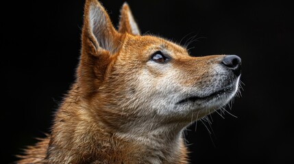 Poster - A dog with a brown face and brown fur is looking up at the camera