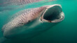 The whale shark looks for its food