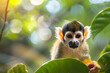 Squirrel Monkey in the Amazon Rainforest, closeup shot with blurred background of green leaves and sunlight filtering through