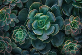 Fototapeta  - The textured surface of succulent plants, featuring fleshy leaves and intricate rosette patterns for backdrop.