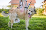 Fototapeta Na drzwi - Portrait of beautiful husky dog with heterochromia enjoy in yard with senior woman his owner.	