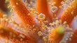 Detailed close up of pollen grains meeting the stigma of an orange flower, showcasing the beginning of a crucial stage in pollination