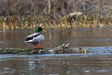 Mallard duck swimming on a pond picture with reflection in water. One mallard duck quacking on a lake