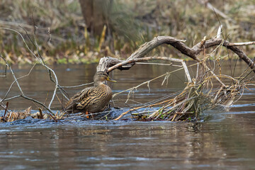 Mallard duck swimming on a pond picture with reflection in water. One mallard duck quacking on a lake