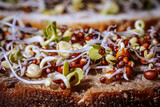 Fototapeta  - Mixed microgreens with cotyledons and roots on bread. A set of vitamins. Soft selective focus. Artificially created grain for the picture.