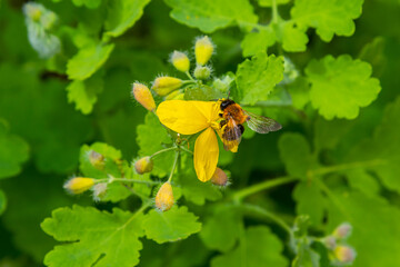 Wall Mural - Celandine. Chelidonium family Poppy taxonomic name of the genus published by the Swedish taxonomist Karl Linney in the first volume of the work Species plantarum