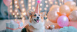 Corgi puppy Corgi in a glitter cap, festive confetti and balloons around. Vibrant colorful birthday, holiday, New Year banner.