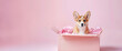 Corgi puppy Corgi sitting in a pink gift box on the pink background, minimalistic banner. Pastel colorful birthday, holiday, New Year banner.