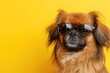 Cute Pekingese dog with sunglasses on yellow background