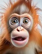 surprised baby orangutan
