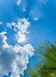 Palm leaves on a background of blue sky