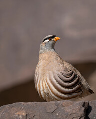 Canvas Print - Close-up of a partridge bird belonging to the family Phasianidae