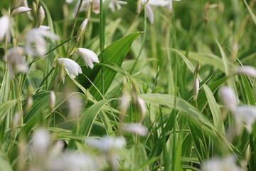 春の花壇に咲く白いクチベニシランの花
