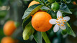 © Camalia MN - Orange tree with fruits, orange blossom