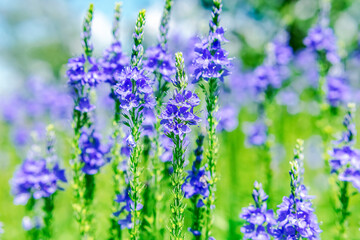 Blue wildflowers on a sunny day as a summer background.