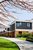 Fototapeta Kuchnia - modern fashionable housing, cottages among the park with sakura, Ai-generated