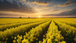 Rapeseed field with rape yellow flowers at sunset time.Blooming canola grown for the rapeseed oil crop. Generative AI