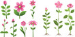 Pink flower growth and flourish process icons
