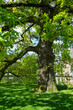 Stieleiche (Quercus robur) im Frühling