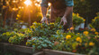 A photo of a gardener tending to a raised bed, with rich compost as the background