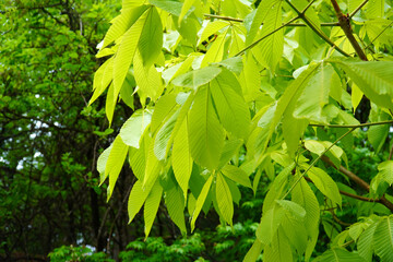 Wall Mural - green leaves background