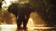 an elephant is in the middle of some water spraying off