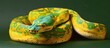 Beautiful green python reptile Pythonidae species at jungle Generated AI image
