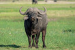 Old African Buffalo (Syncerus caffer) bull standing on the riverbank of the Chobe River seen from a boat in the Chobe National Park in Botswana