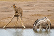 Giraffes and zebra drinking in a waterhole in Etosha National Park in Namibia