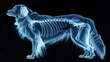 AI-generated illustration of a dog's X-ray skeleton on a black background