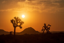 Desert Sunset With Silhouetted Joshua Trees And Mountains