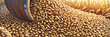 Barley malt close-up, malt grains fall into a pile. Generative AI