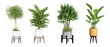 © Buffstock - Plants in 3d rendering. Beautiful plant in 3d rendering isolated
