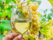 Glass of white wine in man hand and cluster of grapes on vine at the background.