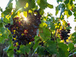 Wine grapes on the vine in sunset light close up.