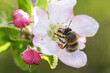 honey bee collecting bee pollen from apple blossom. Bee collecting honey.