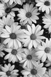 daisy flowers in black and white