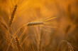    ripe golden ears of wheat in the warm soft sunlight of sunset closeup