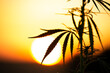 medical marijuana leaves against the backdrop of a large disk of sun at sunset