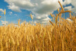    ripe golden ears of wheat against the background of a blue sky with clouds on a sunny day
