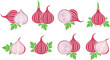Onion logo. Isolated onion on white background