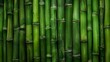 A row of green bamboo sticks